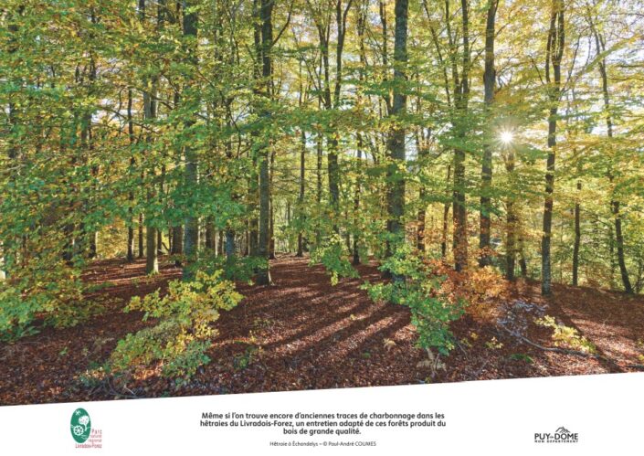 Conception d&rsquo;une expo photo sur la forêt en Livradois-Forez